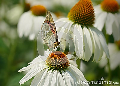 Butterfly on bloom. Stock Photo