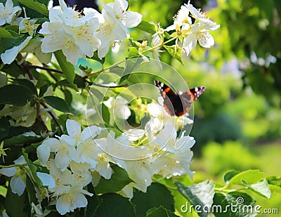 Butterfly on blooming jasmine bush Stock Photo