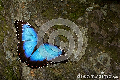 Butterfly Blue Morpho, Morpho peleides. Big blue butterfly sitting on grey rock, beautiful insect in the nature habitat Stock Photo