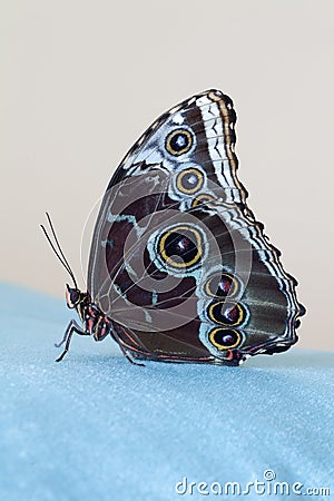 Butterfly blue morpho sitting on a blue velvet cloth, on a beige backgound. Closeup. Macro photo Stock Photo