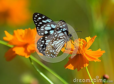 Butterfly Blue tiger or Tirumala limniace on an orange flower Stock Photo