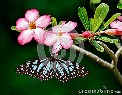 Butterfly Blue tiger on Adenium flowers with dark background Stock Photo