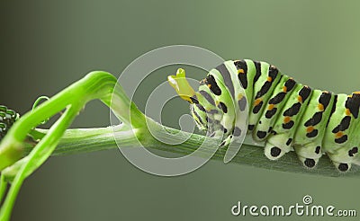 Butterfly and bouquet of field wild flowers in a vase on old boards Stock Photo