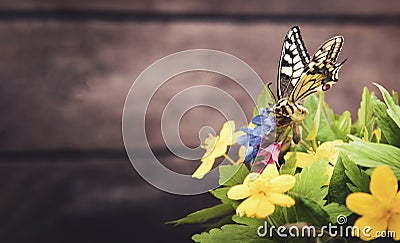 Butterfly and bouquet of field wild flowers in a vase on old boards Stock Photo
