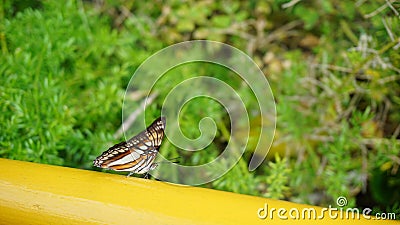 Butterfly on bridge Stock Photo