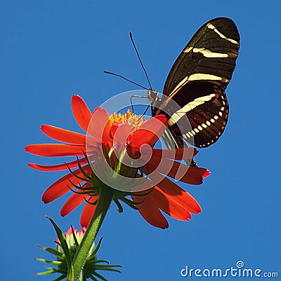 Butterfly on bright red flower Stock Photo