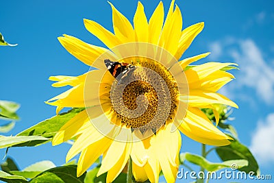 Butterfly and bright yellow blossoming sunflower Stock Photo