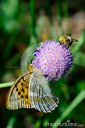 Butterfly and bumble bee Stock Photo