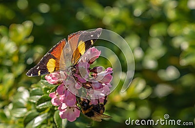 Butterfly and bumblebee taking nectar from pink flowers Stock Photo