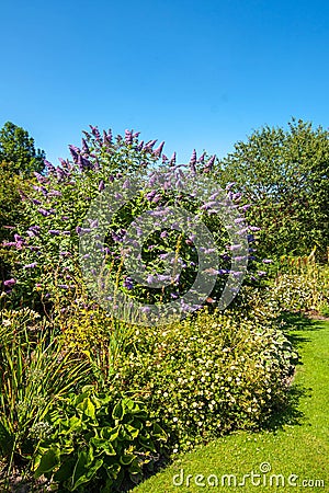 Butterfly bush, Violet butterfly bush, Summer lilac, Butterfly-bush, Orange eye (Buddleja davidii, Buddleia davidii), blooming in Stock Photo
