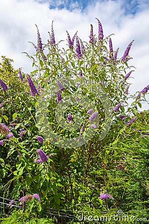 Butterfly bush, Violet butterfly bush, Summer lilac, Butterfly-bush, Orange eye (Buddleja davidii, Buddleia davidii), blooming in Stock Photo