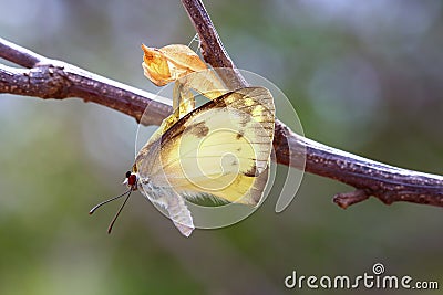 Butterfly Stock Photo