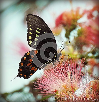 Butterfly Stock Photo