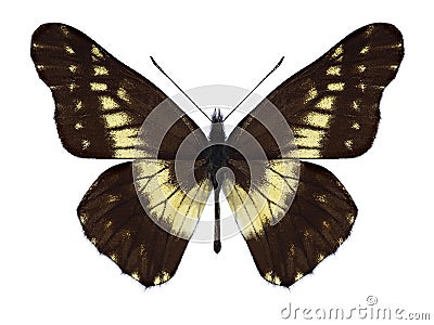 Butterfly Catasticta cerberus Stock Photo
