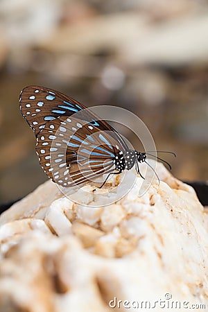 Butterfly Stock Photo