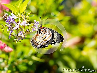 Butterfly caught on flower green blurry leaf background Stock Photo