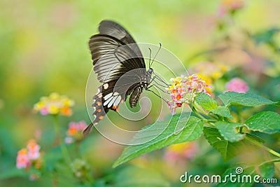 Butterfly Ceylon rose or Sri Lankan rose, Pachliopta jophon, is butterfly found in Sri Lanka that belongs to the swallowtail famil Stock Photo