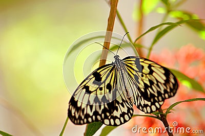 Butterfly, Ceylon Tree Nymph (Idea iasonia) Stock Photo
