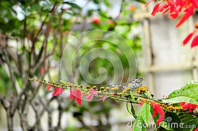 Butterfly, Ceylon Tree Nymph Stock Photo