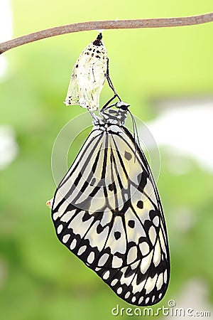 Butterfly change form chrysalis Stock Photo