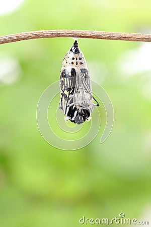 Butterfly change form chrysalis Stock Photo