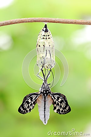 Butterfly change form chrysalis Stock Photo