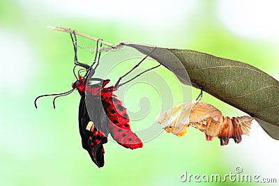 Butterfly change form chrysalis Stock Photo