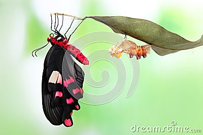 Butterfly change form chrysalis Stock Photo