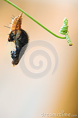 Butterfly chrysalis hanging on tendril Stock Photo