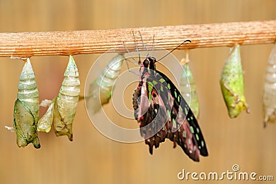 Butterfly chrysalis, insect beahaviour. Butterfly Tailed jay, Graphium agamemnon, birth - first minute of life. Nature habitat Stock Photo