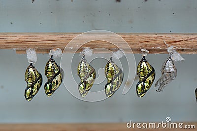 Butterfly Chrysalis Pupas Stock Photo