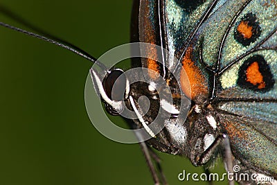 Butterfly close-up Stock Photo