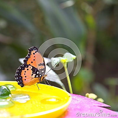 Butterfly Stock Photo