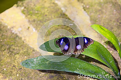 Butterfly Stock Photo