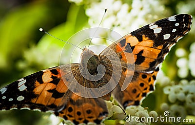 Butterfly Stock Photo