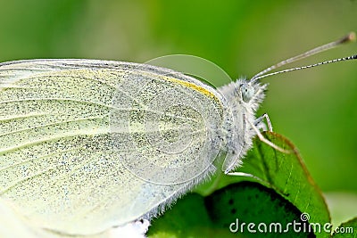 Butterfly close up shows every scale on the wing Stock Photo