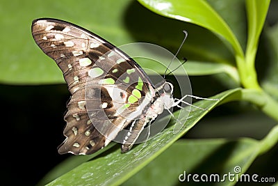 Butterfly closeup. Stock Photo