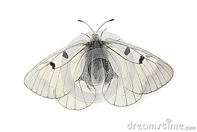 Butterfly - Clouded Apollo Parnassius mnemosyne isolated on white Stock Photo