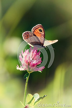 Butterfly and clover Stock Photo