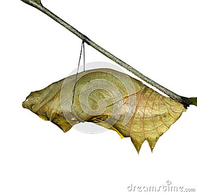 Butterfly cocoon Stock Photo