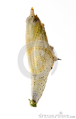 Butterfly cocoon Stock Photo