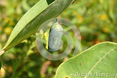 Butterfly cocoon Stock Photo
