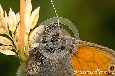 Butterfly Coenonympha Pamphilus sitting on a blade of grass Stock Photo