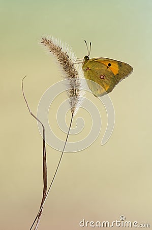 A butterfly Colias hyale on awaits dawn on a forest plant Stock Photo