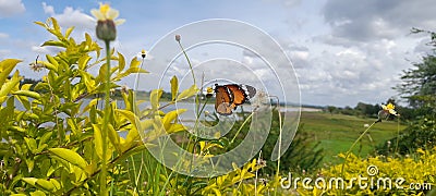 Butterfly with coll nature Stock Photo