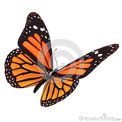 Butterfly Stock Photo