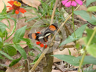 Butterfly, colorful perched with wings outstretched in a garden, Stock Photo