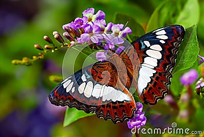 Butterfly Commander or Moduza procris on flower pigeon berry Stock Photo