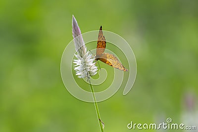 Butterfly of Common Leopard Species on Cockscomb Wild Flowers Stock Photo