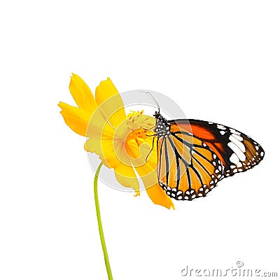 Butterfly (Common Tiger) and flower isolated on white background Stock Photo